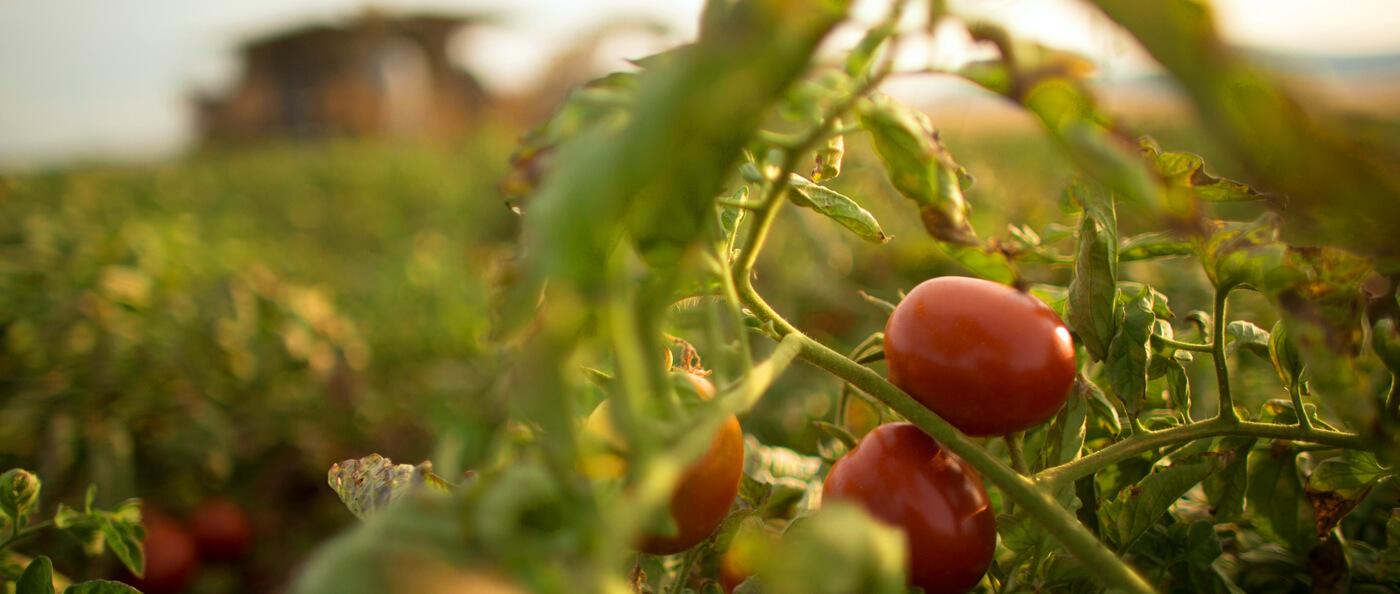 Small tomatoes growing on a vine.