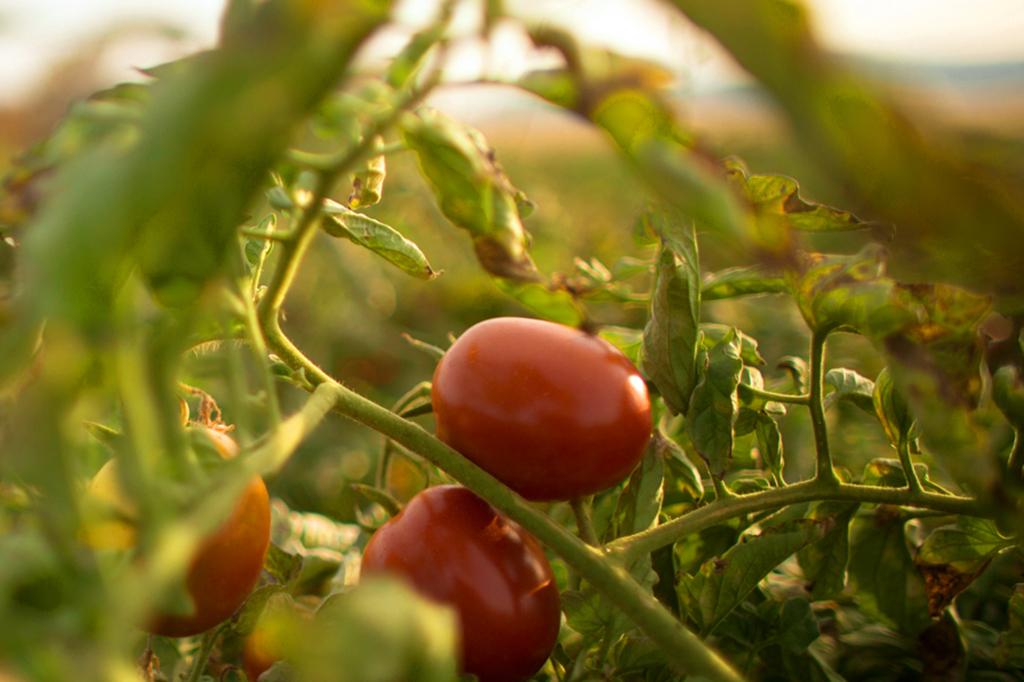 Petites tomates poussant sur une vigne avec un tracteur flou en arrière-plan